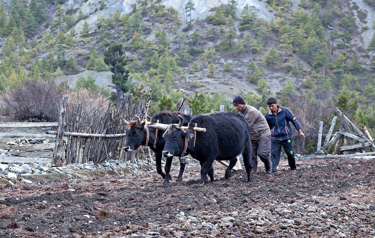 Manang Fieldwork