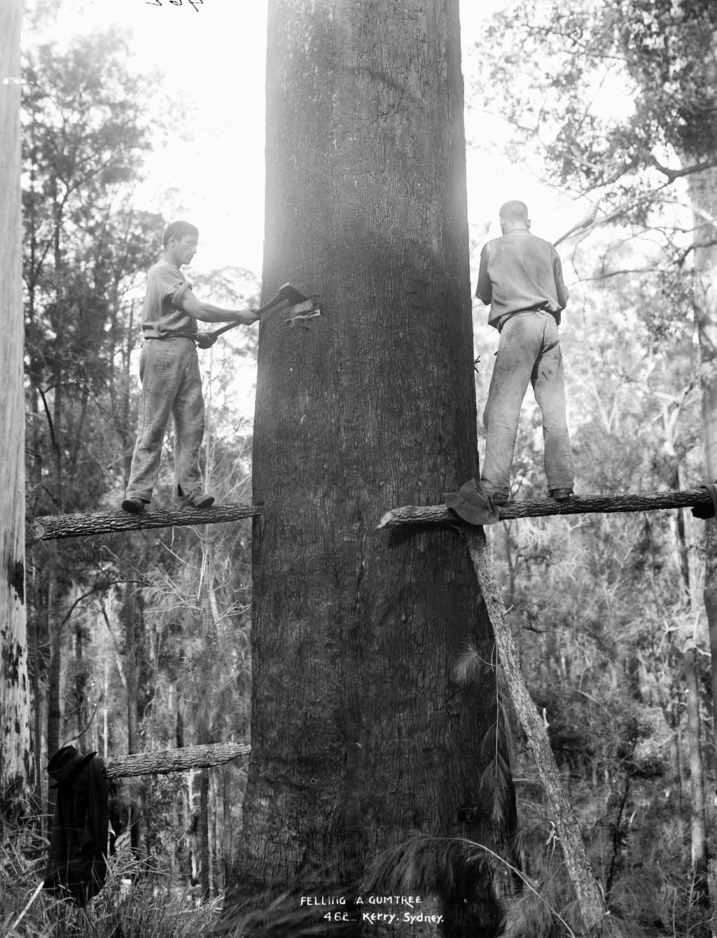 Felling a gumtree c1884-1917 Powerhouse Museum