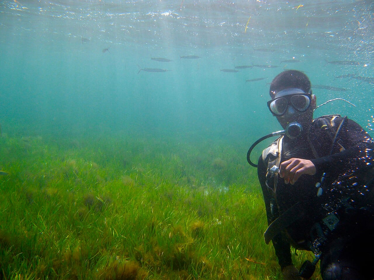 Diver (6088075747)